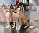 Small #11 Boxer