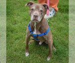 Small #3 American Staffordshire Terrier-Chocolate Labrador retriever Mix