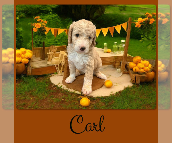 Medium Photo #5 Bernedoodle Puppy For Sale in MENIFEE, CA, USA