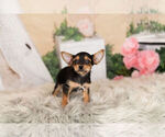 Small Photo #2 Chorkie Puppy For Sale in WARSAW, IN, USA