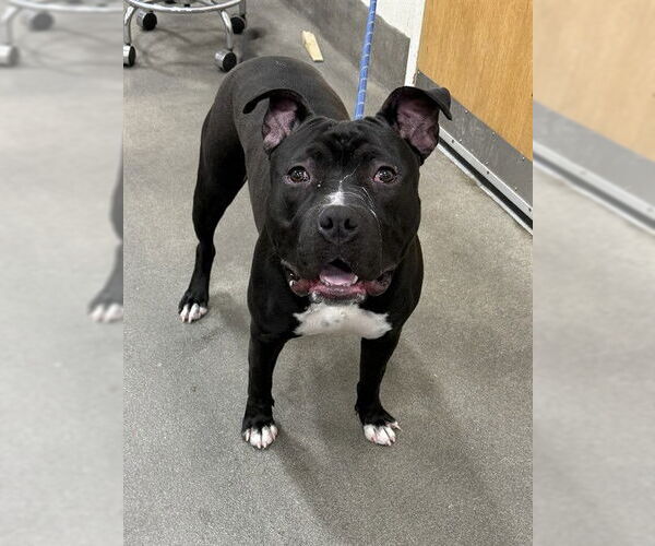 Medium Photo #1 Mutt Puppy For Sale in Forestville, MD, USA