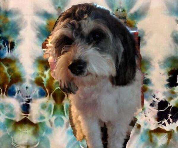 Medium Photo #1 Cavachon-Poodle (Miniature) Mix Puppy For Sale in FREWSBURG, NY, USA
