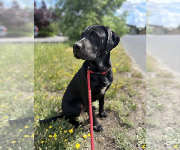 Medium Photo #4  Puppy For Sale in , 