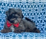Small Photo #12 Shih-Poo Puppy For Sale in LAKELAND, FL, USA