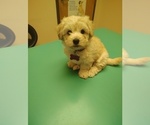 Small #9 Maltipoo (Miniature)