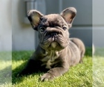 Small #4 French Bulldog