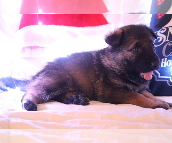 Medium Photo #8 German Shepherd Dog Puppy For Sale in MONTREAL, MO, USA