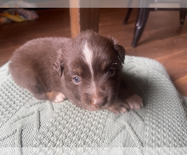 Medium Photo #9 Australian Shepherd Puppy For Sale in YADKINVILLE, NC, USA