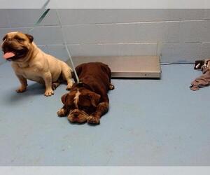 Bulldog Dogs for adoption in Moreno Valley, CA, USA