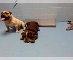 Small Bulldog
