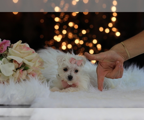 Medium Photo #7 Morkie Puppy For Sale in PEMBROKE PINES, FL, USA
