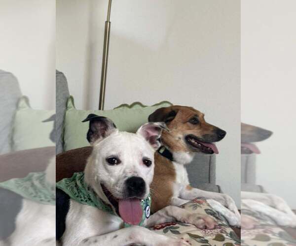 Medium Photo #8 Mutt Puppy For Sale in Abbeville, LA, USA