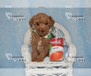 Poodle (Toy) Puppy for sale in SANGER, TX, USA