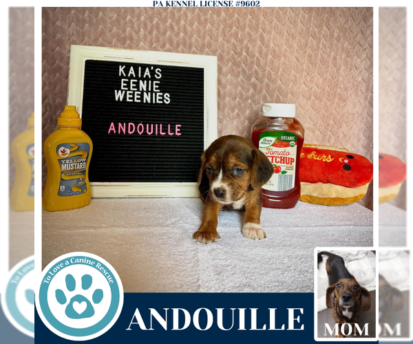 Medium Photo #4 Doxle Puppy For Sale in Kimberton, PA, USA