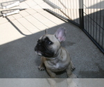 Small Photo #5 French Bulldog Puppy For Sale in LINCOLN, CA, USA