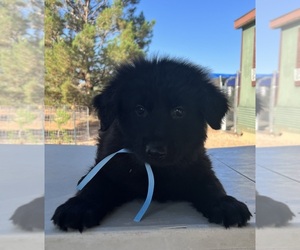 German Shepherd Dog Puppy for sale in EL PASO, TX, USA