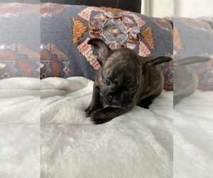 French Bulldog Puppy for sale in JOHNS ISLAND, SC, USA