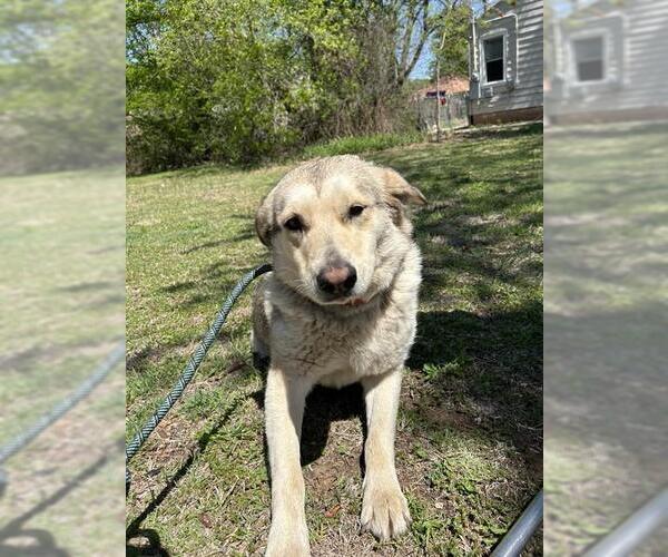 Medium Photo #1 Siberian Husky-Unknown Mix Puppy For Sale in Oklahoma City, OK, USA