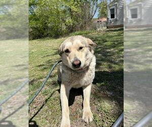 Siberian Husky-Unknown Mix Dogs for adoption in Oklahoma City, OK, USA