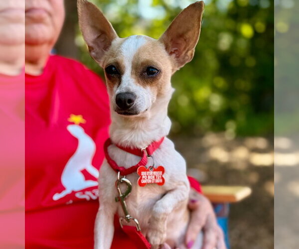 Medium Photo #4 Chihuahua-Unknown Mix Puppy For Sale in Canton, CT, USA