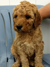 Goldendoodle Puppy for sale in RED WING, MN, USA