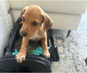 Beagle-Vizsla Mix Dogs for adoption in Princeton, MN, USA