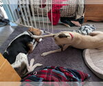 Small #16 Black Mouth Cur Mix