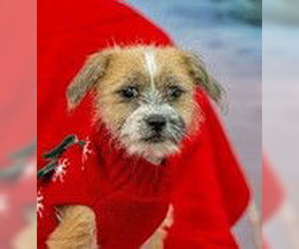 Medium Photo #2 Border Terrier-Unknown Mix Puppy For Sale in Fremont, CA, USA