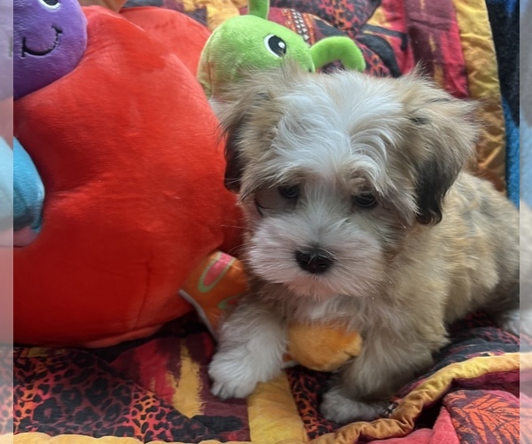 Medium Photo #1 Havanese Puppy For Sale in LIVONIA, MI, USA
