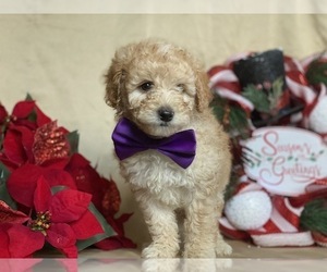 Poodle (Miniature) Puppy for sale in LANCASTER, PA, USA