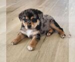 Small #2 Sheprador
