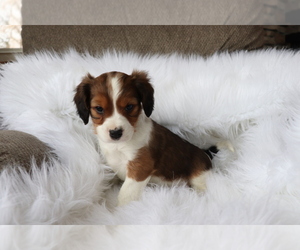 Cavalier King Charles Spaniel-Jack Russell Terrier Mix Puppy for sale in SHILOH, OH, USA