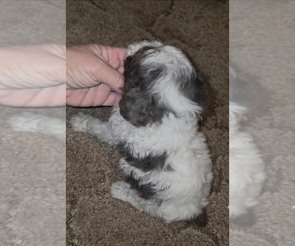Medium Photo #12 Poodle (Toy) Puppy For Sale in DYERSBURG, TN, USA