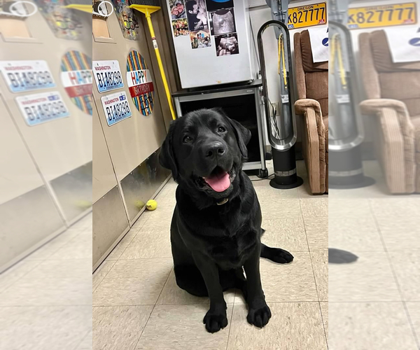 Medium Photo #7 Labrador Retriever Puppy For Sale in REDDING, CA, USA