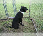 Small #2 Labrador Retriever Mix