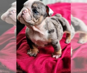 Medium Bulldog