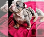 Puppy Martha Bulldog