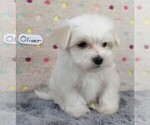 Small Photo #6 Maltese Puppy For Sale in MOMEYER, NC, USA