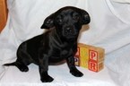 Small Photo #1 Chilier-Chipin Mix Puppy For Sale in MOUNT VERNON, OR, USA
