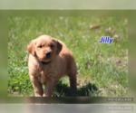 Puppy Jilly Golden Retriever