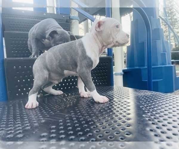 Medium Photo #2 American Pit Bull Terrier Puppy For Sale in TRENTON, NJ, USA