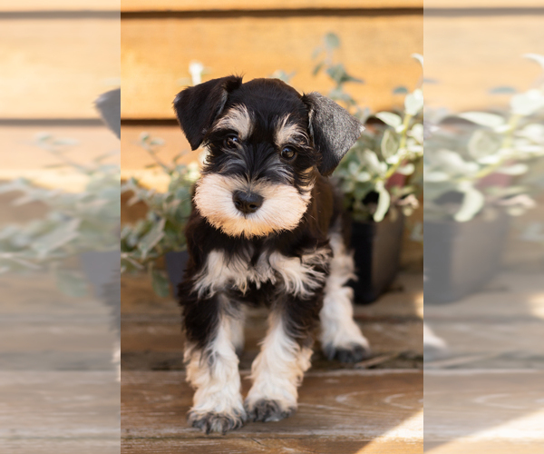 Medium Photo #2 Schnauzer (Miniature) Puppy For Sale in NAPPANEE, IN, USA