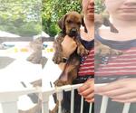 Small #1 Doberman Pinscher