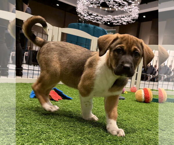 Medium Photo #4 Mutt Puppy For Sale in Sanford, FL, USA