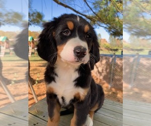 Bernese Mountain Dog Puppy for sale in ENON, OH, USA