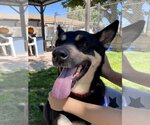 Small #1 Mutt