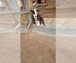 Small #3 American Pit Bull Terrier-Huskimo Mix