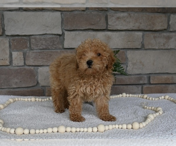 Medium Photo #3 Poodle (Miniature) Puppy For Sale in HOLMESVILLE, OH, USA