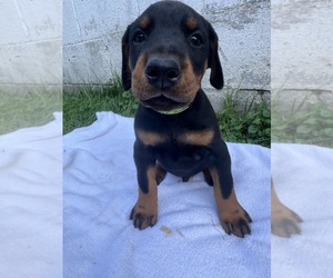 Medium Doberman Pinscher