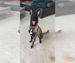 Small #2 Mutt